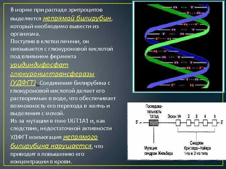 Фермент УДФГТ это. Удфгт1 1 фермент. Удфгт1 1 фермент синдром Жильбера. Непрямой билирубин связывается с кислотой. Ген 1 телефон