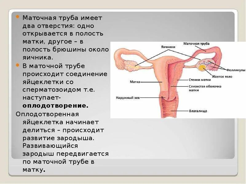 Фаллопиевы трубы это. Маточные трубы. строение маточной трубы. маточная труба анатомия. маточные фаллопиевы трубы.