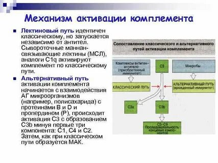 Пути системы комплемента