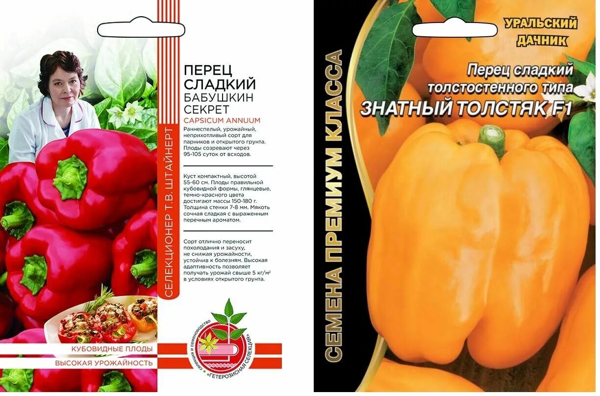 Красный толстяк острый перец описание. Сорт перца сладкий толстячок. Сорт перца горького красный толстяк. Семена перец сладкий знатный толстяк f1. Знатный толстяк перец фото.