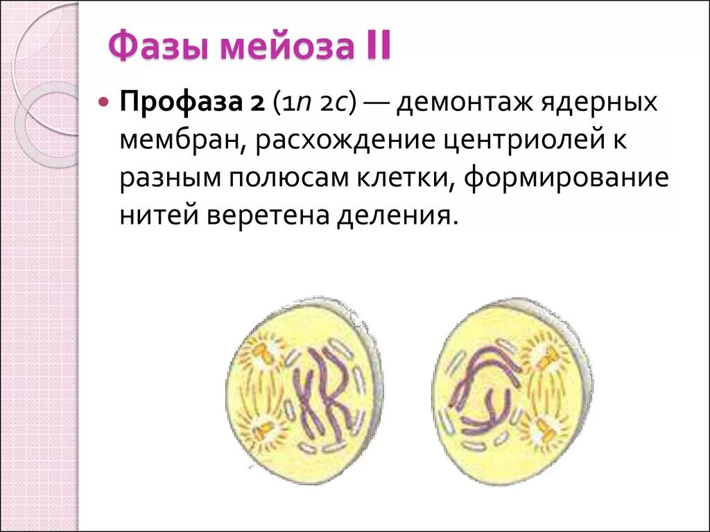 Выбери характеристики мейоза. Профаза мейоза 2. Фазы мейоза профаза 2. Профаза мейоза 1. Стадии профазы 1 мейоза.