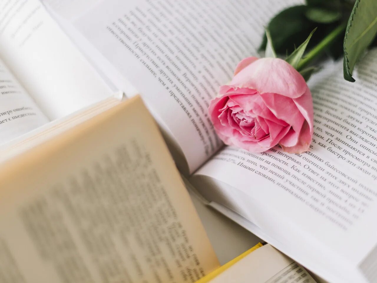Книга цветы. Красивые книги. Много книг. Цветок книжный. Букет цветов и книга.