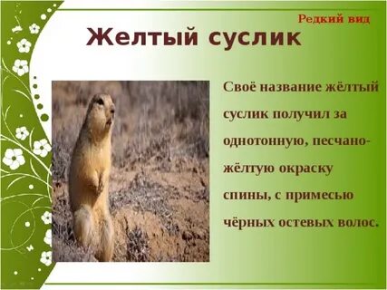 Суслик сообщение 4 класс