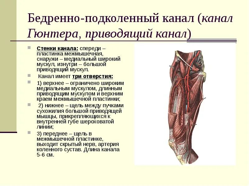 Бедренный треугольник топография. Бедренный канал анатомия топография. стенки бедренно-подколенного канала. границы бедренного треугольника.
