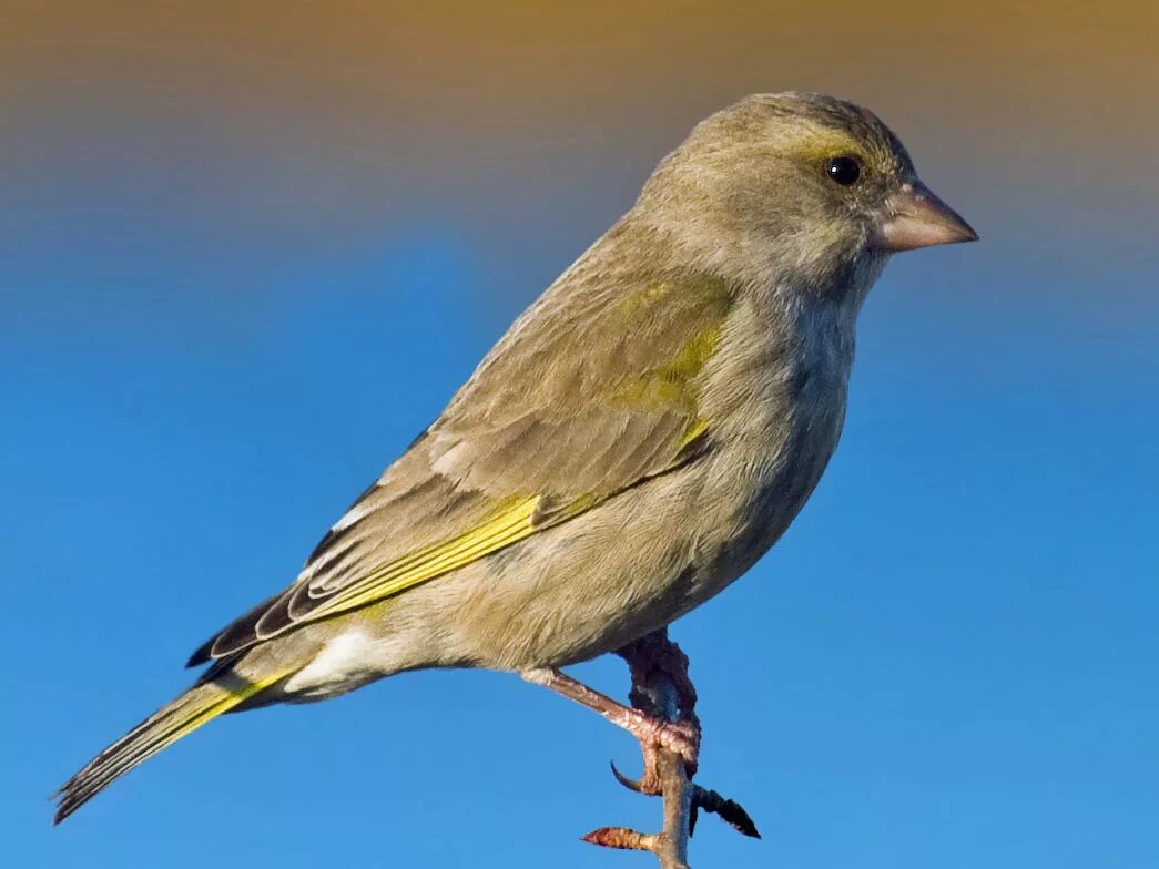 Птица с желтыми полосками на крыльях. Зеленушка птица самка. Зеленушка самец и самка. Чиж зеленушка. Гренадерка-зеленушка.