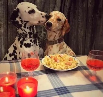 Love like a dog