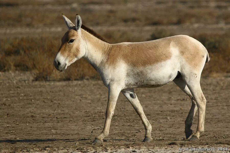 Дикий осел обитающий в передней азии. Кулан equus hemionus. осел кулан. дикий осел кулан. монгольский кулан.