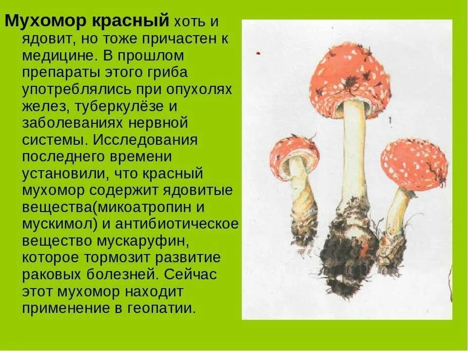 Ядовитые грибы мухомор красный. Информация о ядовитом грибе мухоморе. Ядовитые грибы мухомор описание. Факты об опасных мухоморах.