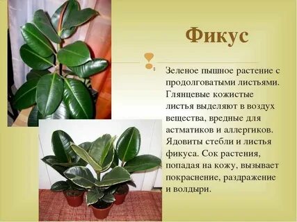 Комнатные цветы описание