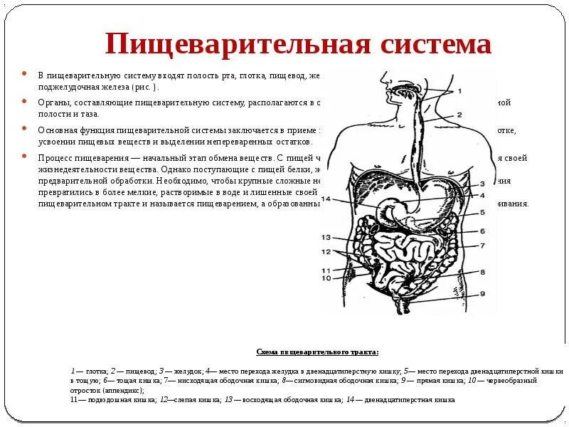 Строение пищевода в пищеварительной системе. Физиология пищеварительной системы схема. Пищеварительные железы схема. Анатомия и физиология органов пищеварительной системы.