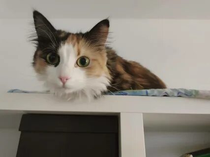 Кот например