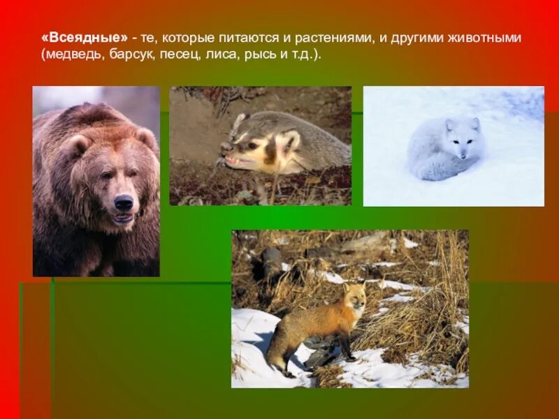 Название растительных животных