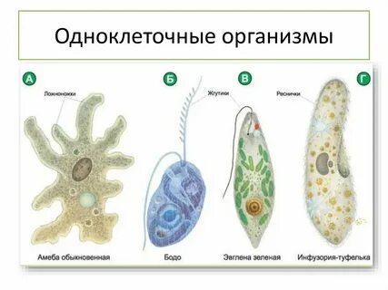 Нервная система одноклеточных животных