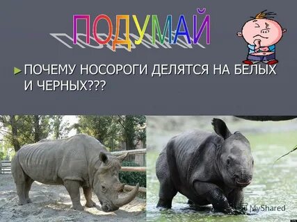 Песня носорог