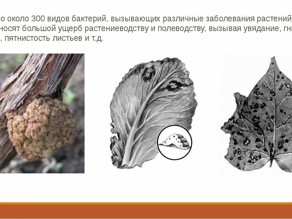 Заболевания растений. Заболевания растений вызванные грибами. Заболевания растений вызванные бактериями и грибами. Грибы вызывающие заболевания растений. Грибы вызывают заболевания растений и животных