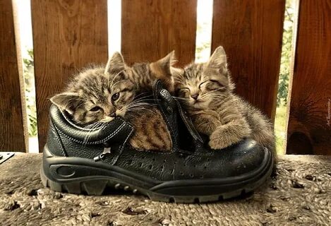 Сапожки коты