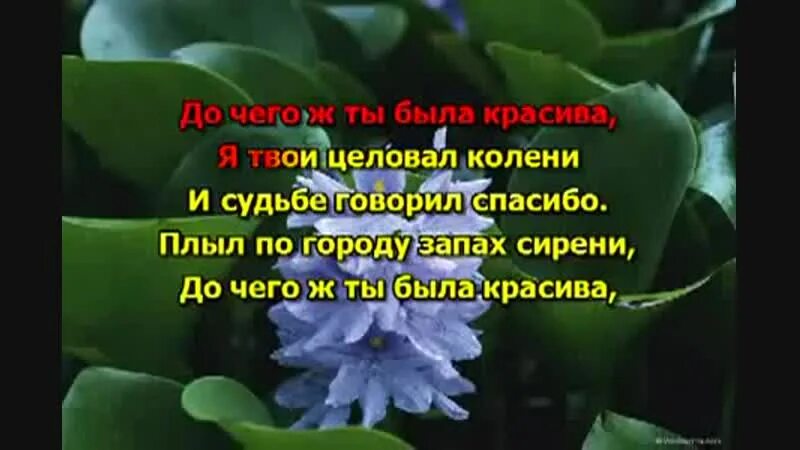 Плыл по городу запах сирени песня слушать. Одинокая ветка сирени текст. Одинокая ветка сирени слова. Одинокая ветка сирени караоке. Одинокая ветка сирени караоке со словами.