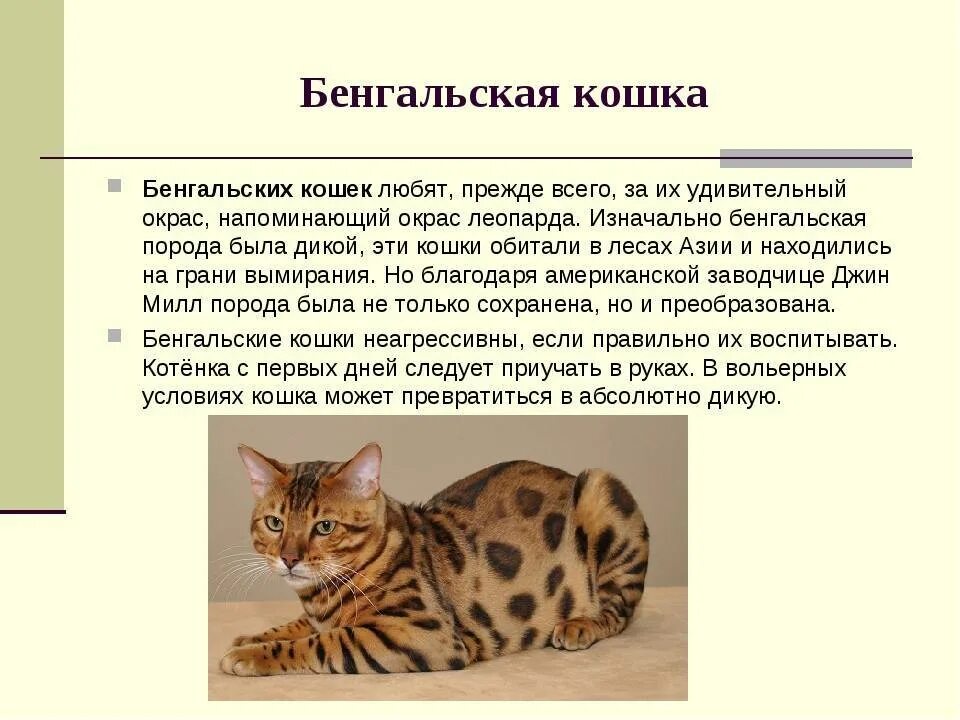 Бенгальская кошка характер отзывы. Бенгальская кошка описание описание. кошка породы бенгал характеристика. рассказ про бенгальского кота. бенгальская кошка описание породы и характера для детей.