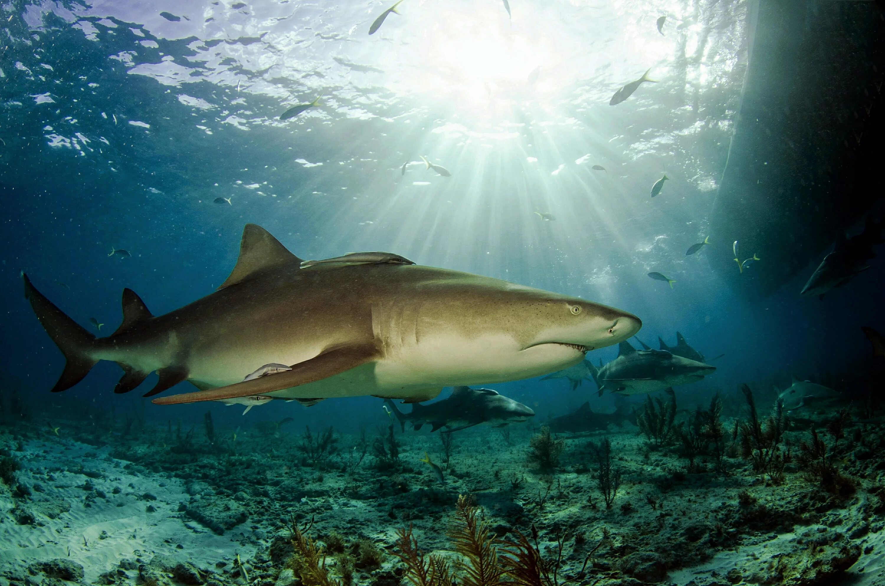 Ocean shark. Carcharodon carcharias. Акулы Средиземного моря. Красное море подводный мир акулы. Мадагаскарская острозубая акула.