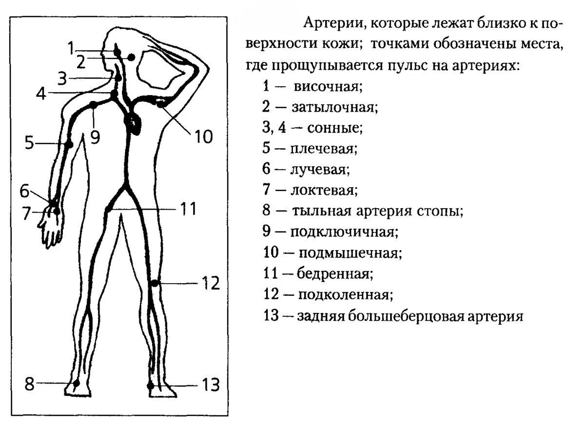 Первая основная точка. Схема точек подсчета пульса. Точки измерения пульса у человека. Анатомические места для измерения пульса. Назовите точки измерения артериального пульса..