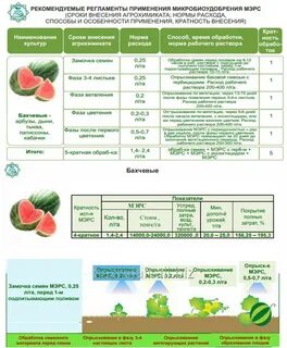 Чем подкормить дыню в теплице