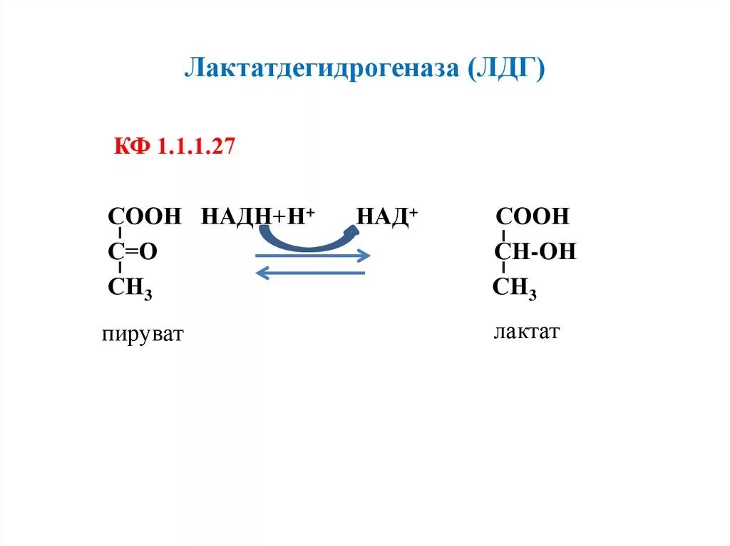 Фермент лдг. Лактатдегидрогеназа строение биохимия. Лактатдегидрогеназа катализируемая реакция. Строение фермента ЛДГ лактатдегидрогеназы. Лактатдегидрогеназа катализирует превращение.