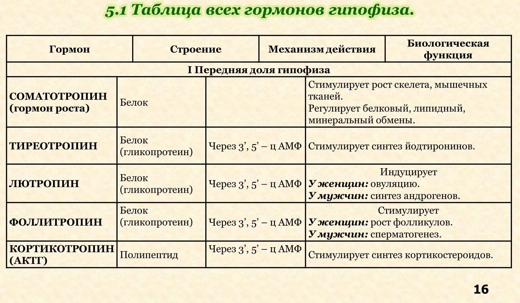 Соматотропин гормон таблица. Соматотропин функции гормона. Соматотропин растворимость гомрона. Соматотропин соматомедины.