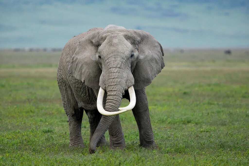 слоник старый. слоник старый. фото слонов. слоны в цирке. старый слон.