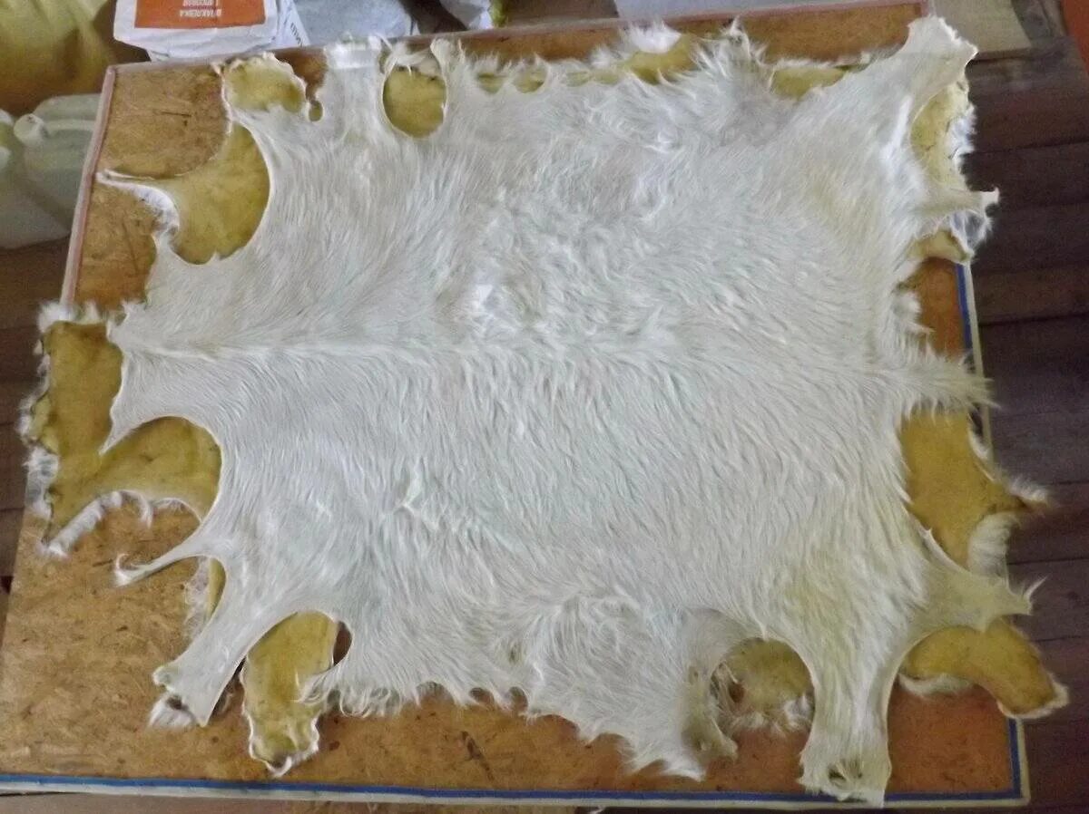Что делают со шкурами животных. Кожа животных.