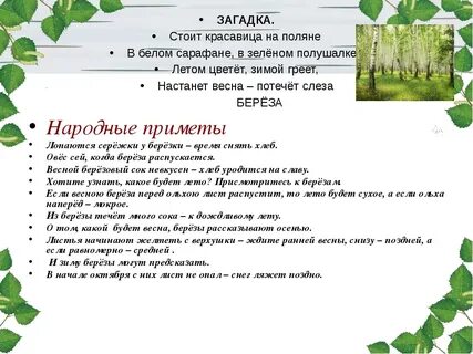 Сочинение про березку