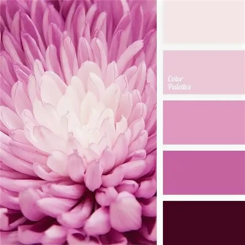 Розовый белый сиреневый. Фиолетовые розы. Берцелия сиреневая. Розовый белый сиреневый. Фиолетовые пионы.