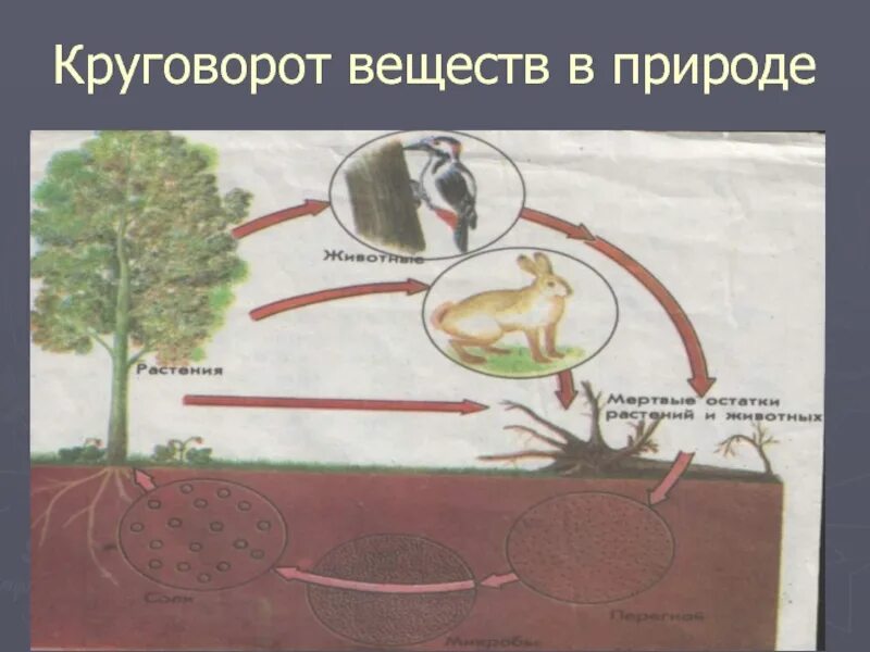 Модель демонстрирующая круговорот веществ. Модель демонстрирующая круговорот веществ в природе. Модель демонстрирующая круговорот веществ в природе 3 класс. Модель демонстрирующую круговорот веществ для детей.