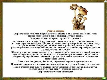 Грибы растут в течение всей жизни