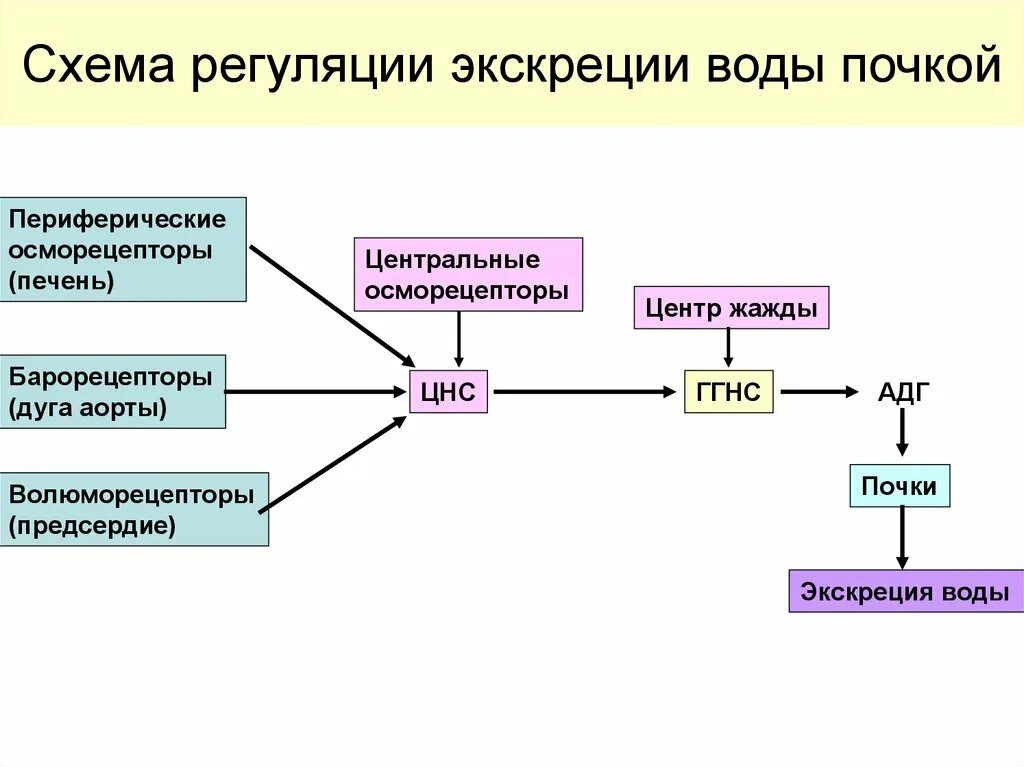 Регуляции водно солевого обмена в организме человека. Схема регуляции водно-солевого обмена. Схема регуляции водно солевого обмена в организме. Водно-солевой обмен схема. Экскреция схема.