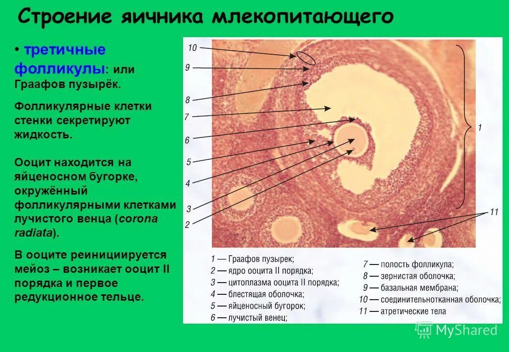 Строение клетки млекопитающего. Гиалоплазма эукариотической клетки. Изолецитальная яйцеклетка строение. Строение яйцеклетки оболочки. Строение клетки млекопитающего.