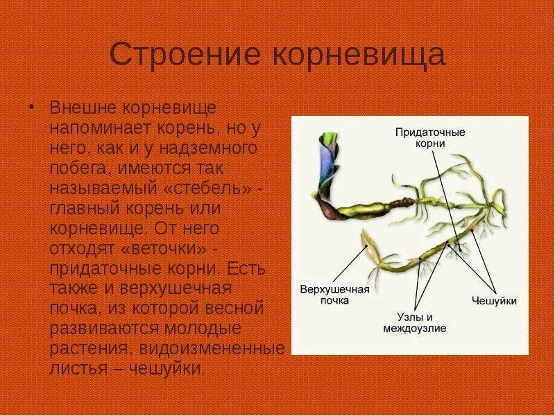 Придаточные корни какие побеги. Строение корневища растения. Корневище пырея междоузлия. Строение корневища пырея. Анатомия корневища ландыша.