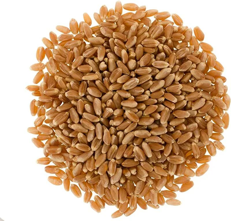 Пшеница для детей. Зернышко. Зернышко. Семечко пшеницы. Пшеница для детей.