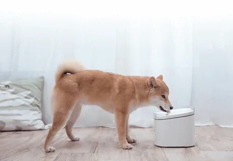 Xiaomi pet fountain
