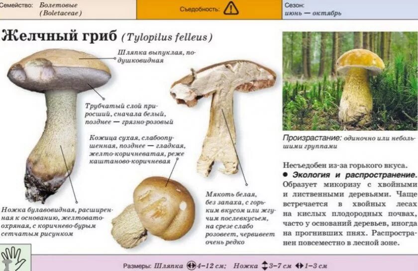 Ложный Боровик белый гриб. Ложный Боровик белый гриб съедобный. Ядовитый гриб двойник подосиновика. Ложный Боровик, желчный гриб.