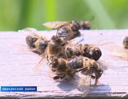 Пчелы удмуртии