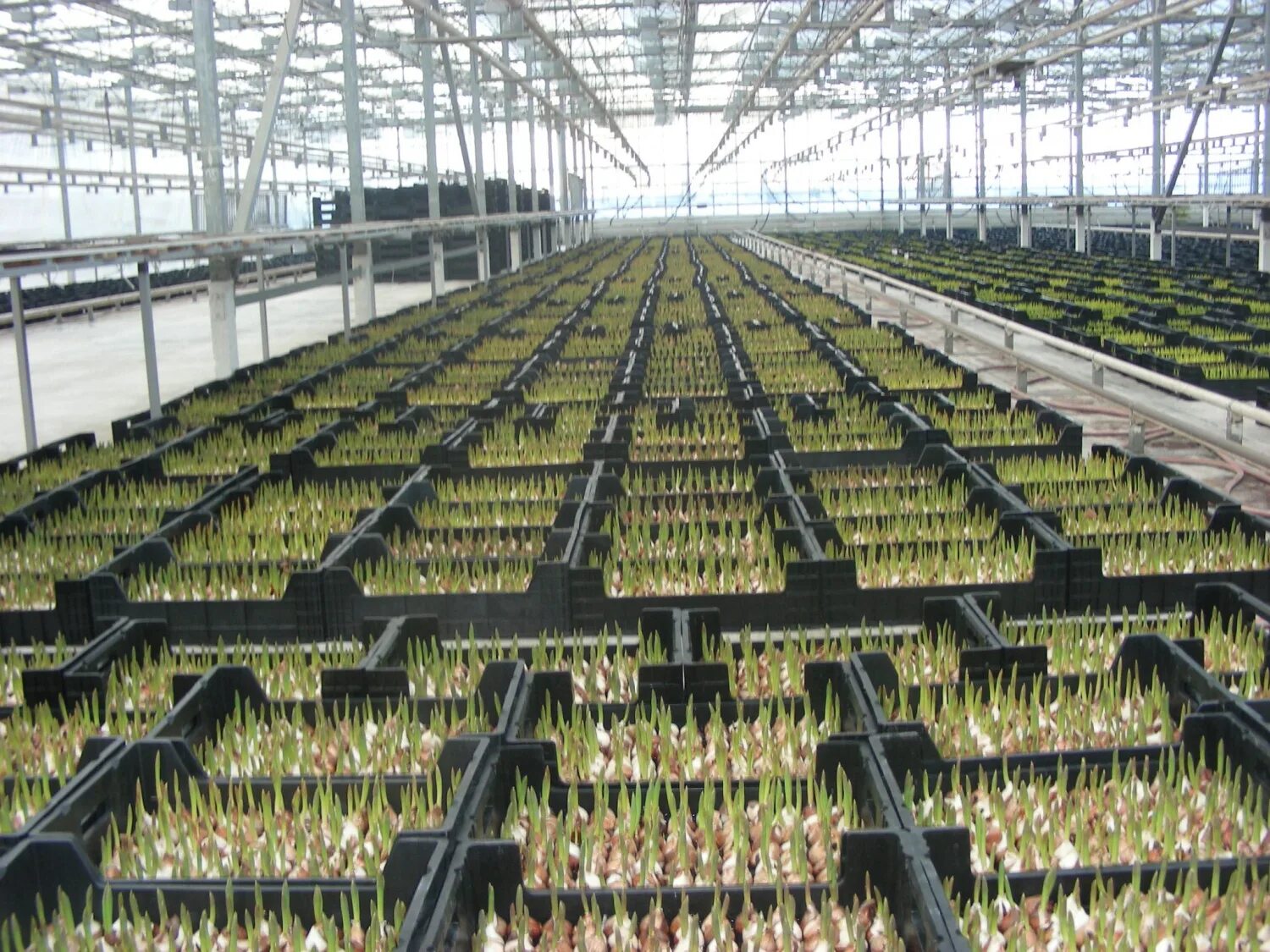 Гиацинт росток. Авантаж тюльпан на выгонку голландия. Выгонка тюльпанов. Луковицы тюльпанов для выгонки. Выгонка тюльпанов 2024.