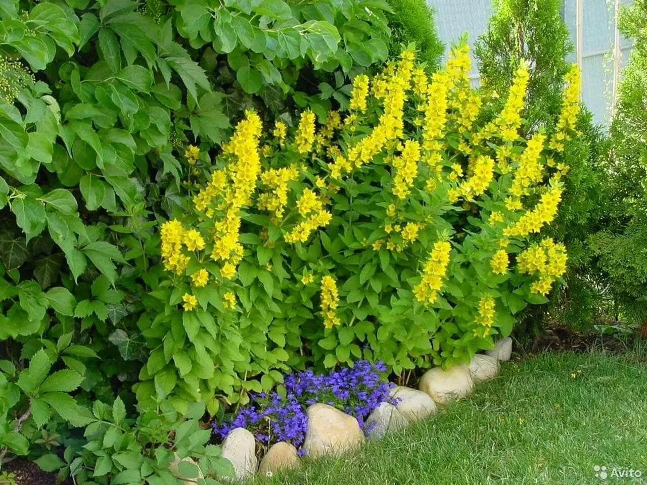 Вербейник точечный желтый. Вербейник точечный (Lysimachia punctata). Вербейник Лизимахия. Вербейник желтый многолетник.