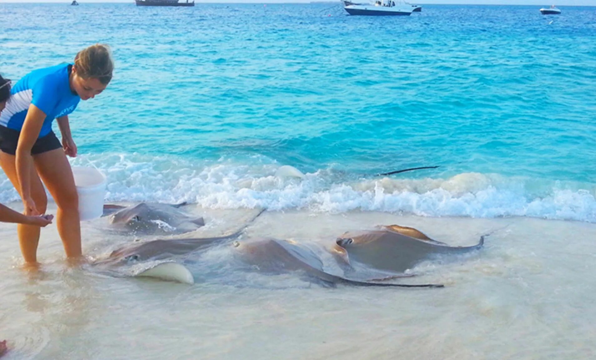 На мальдивах акулы нападали на людей. Скат хвостокол Мальдивы. Рифовые акулы на Мальдивах. Акула нянька на Мальдивах. Скат-хвостокол в черном море.