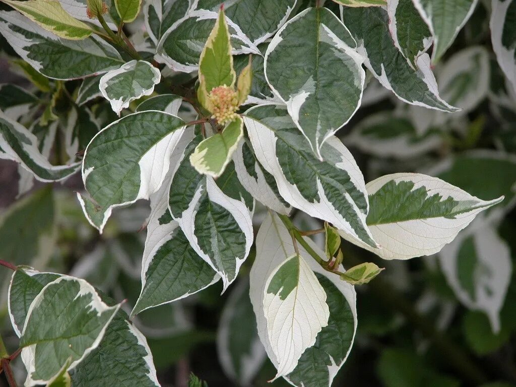 Cornus alba miracle. Дерен белый миракл описание. Дерен белый ивори хало. Cornus alba miracle. Cornus alba miracle.