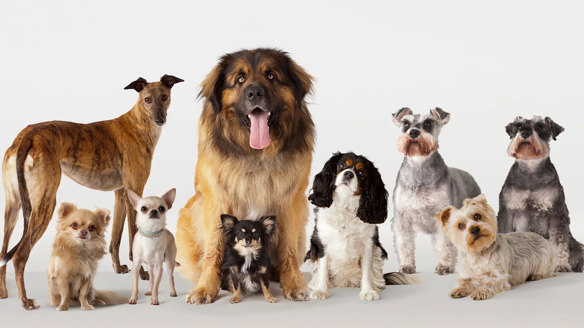 File:Posavac hound female (cropped).jpg - Wikipedia