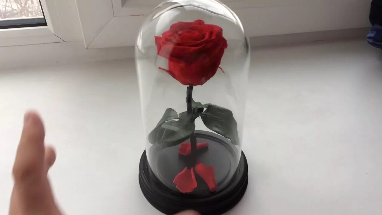Жизнь в колбе. Цветы в колбе.