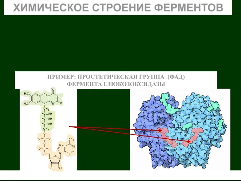 Химическая структура ферментов. Амилаза строение фермента. Химическое строение ферментов. Химическая природа и структура ферментов.