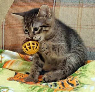 Котик месяц