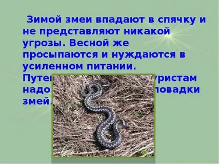 Когда ящерицы впадают в спячку