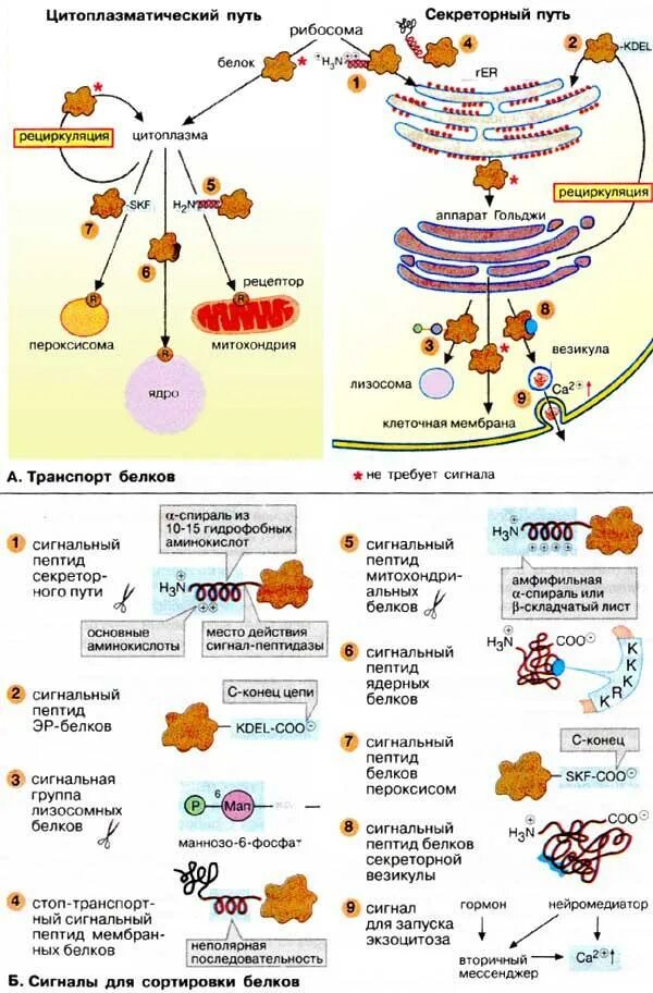 Синтез и транспорт белков в эпс. Секреторный путь транспорта белков. Транспорт на уровне структур клетки белков. Секреторный путь синтеза и сортировки белков.